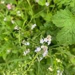 未鑑定花