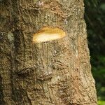 Cussonia brieyi Casca