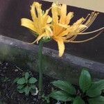 Lycoris aurea Kvet