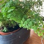 Adiantum raddianum Folha