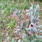 Cynoglossum cheirifolium Floro