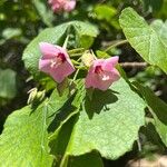 Dombeya burgessiae Цвят