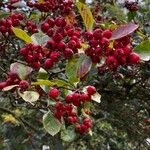 Crataegus persimilis Фрукт