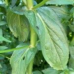 Veronica anagallis-aquatica Leaf