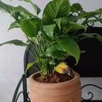 Spathiphyllum wallisii Leaf