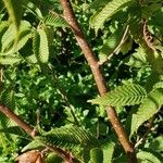 Carpinus japonica പുറംതൊലി