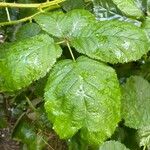 Rubus nemorosus Leaf