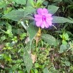 Impatiens platypetala Habit