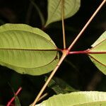 Miconia lateriflora Feuille