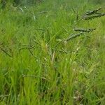 Urochloa eminii Habitat