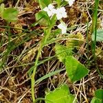 Thesium alpinum Habit