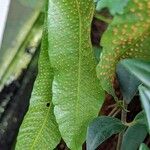 Campyloneurum xalapense Fruit