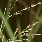 Panicum repens Плод