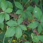 Rubus montanus Blatt