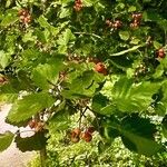 Crataegus submollis Листок