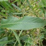 Persicaria amphibia Fuelha