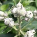 Rubus nemorosus Flower