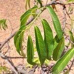 Combretum coccineum Blatt