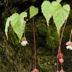 Begonia dioica موطن