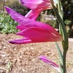 Gladiolus illyricus Blomma