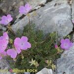 Erodium rodiei Облик