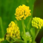 Medicago lupulina Blüte