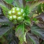 Lantana viburnoides Frugt