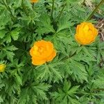 Trollius asiaticus Blomst