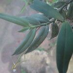 Angraecum angustum Leaf