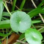 Hydrocotyle bonariensis Blatt