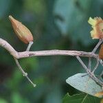 Combretum collinum Fruit