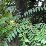 Gleditsia triacanthos 叶