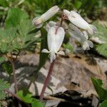 Dicentra canadensis Květ