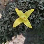 Rhizophora mucronata Flor