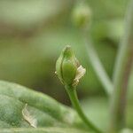 Calepina irregularis Fruit