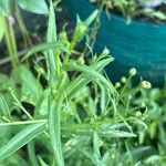 Symphyotrichum laeve Leaf