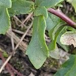 Sedum telephium Leaf