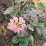 Lantana camaraফুল