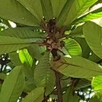 Ficus saussureana Leaf