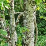 Betula alleghaniensis Kôra