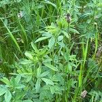 Trigonella foenum-graecum पत्ता