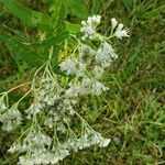 Eupatorium perfoliatum Blüte