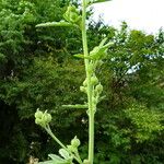 Althaea cannabina Kvet