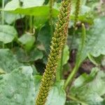 Plantago major Плод