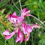 Pedicularis cenisia Flower