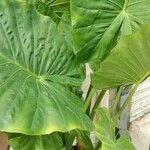 Alocasia odora Liść