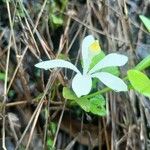 Turraea obtusifolia अन्य