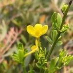 Jasminum fruticans Fleur