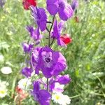 Delphinium orientale Kvet