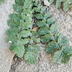 Brassica tournefortii Leaf